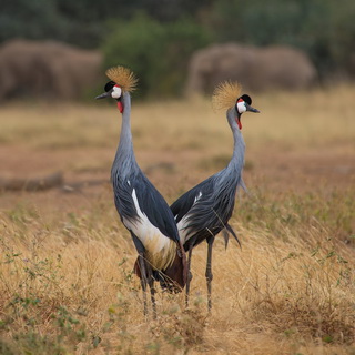 Samburu - Pair of grey crowned cranes